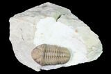 Lochovella (Reedops) Trilobite - Black Cat Mountain, Oklahoma #168830-2